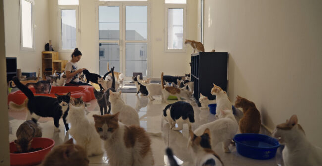 Mye Hoang's '25 Cats From Qatar' Are the Most Adorable Refugees 10 Hundred Doha Cats in Cat Castle_by Patrick Ouziel